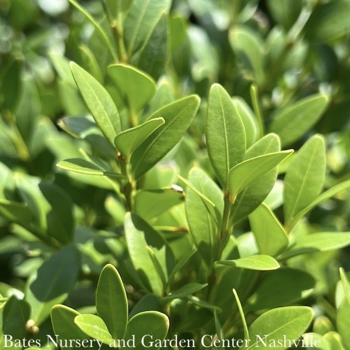 #10 Buxus x Green Velvet Globe/ Boxwood