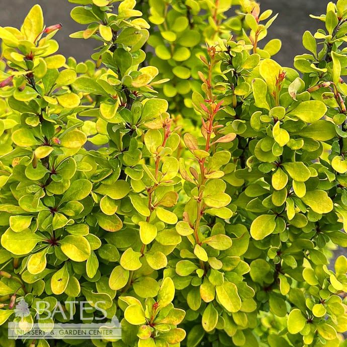 #2 Berberis thun Golden Rocket/ Barberry