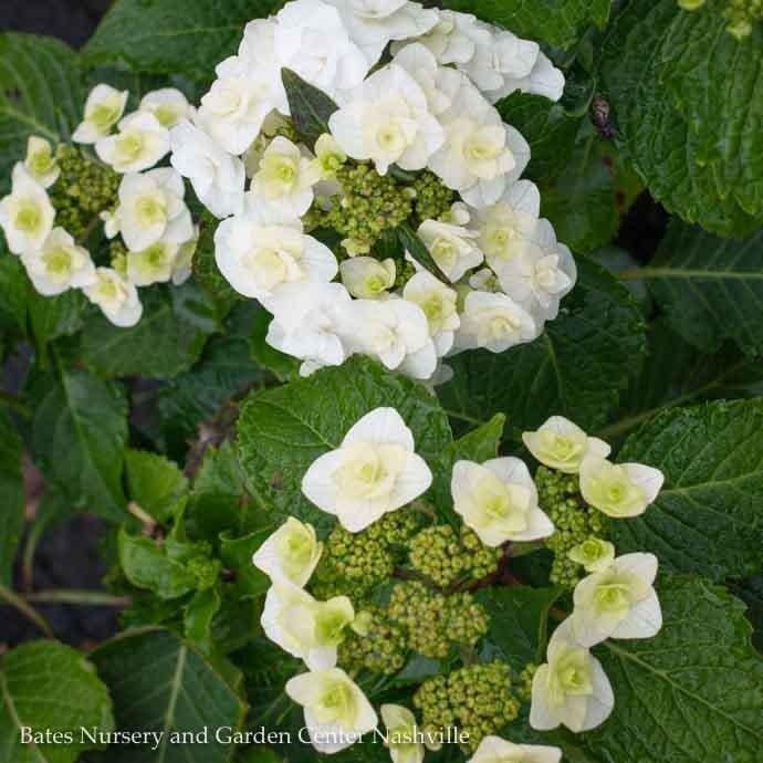 #1 Hydrangea mac Double Delights &#39;Wedding Gown&#39;/ Compact White Bigleaf Lacecap Rebloom
