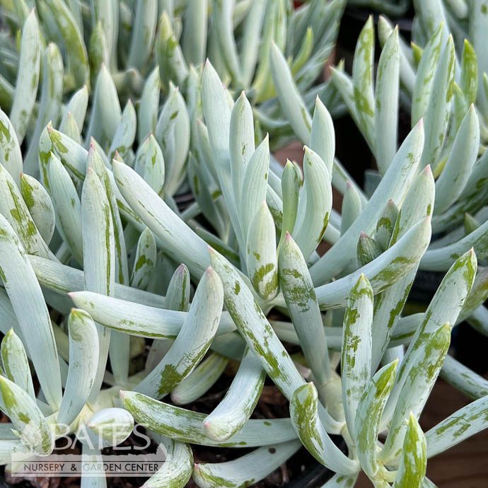 Tropical #1 Senecio talinoides var. mandraliscae/ Blue Finger