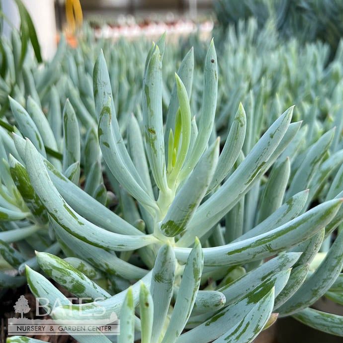 Tropical #1 Senecio talinoides var. mandraliscae/ Blue Finger