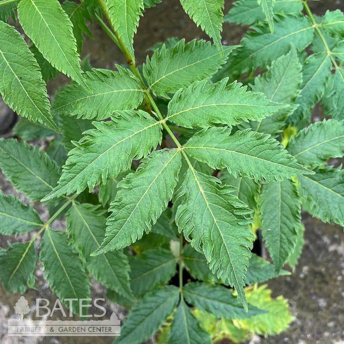 #2 Sambucus nigra Serenade/ Elderberry Native (TN)
