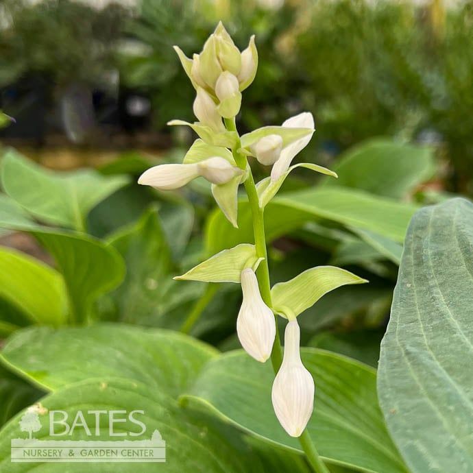 #1 Hosta T Rex/ Giant