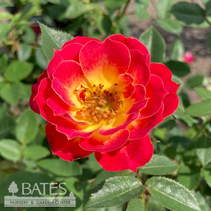 #2 Rosa Tiddly Winks/ Pink and Yellow Miniature Rose - No Warranty