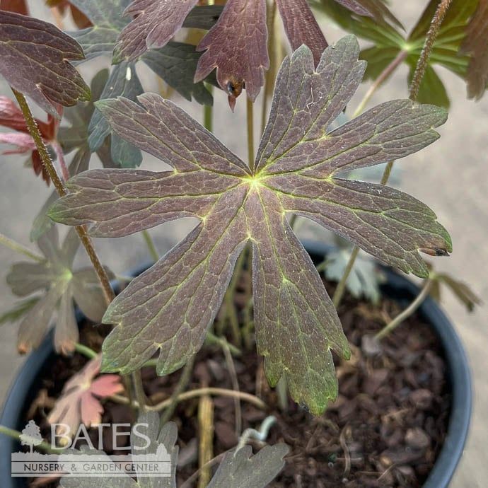 #1 Geranium macul Espresso/ Pink Cranesbill Native (TN)