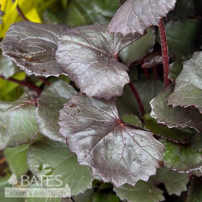 #1 Ligularia dentata Pandora/ Dark Bigleaf
