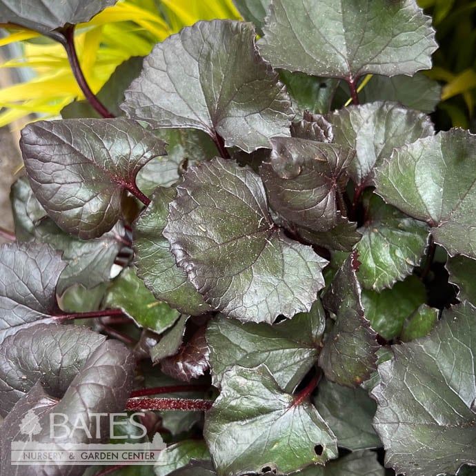 #1 Ligularia dentata Pandora/ Dark Bigleaf