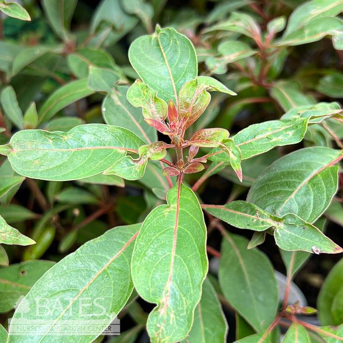 Tropical #1 Hamelia Patens/ Firebush