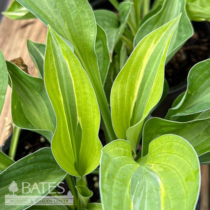 #1 Hosta Yellow Polka Dot Bikini/ Green w/ Yellow Margins