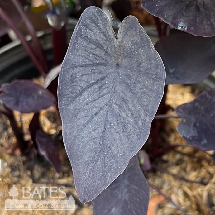 Tropical #3 Colocasia x SL Black Ripple/ Elephant Ear - No Warranty