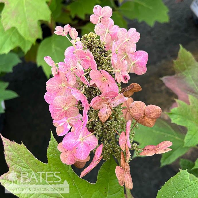 #5 Hydrangea quer Snow Queen/ Oakleaf Native (TN)