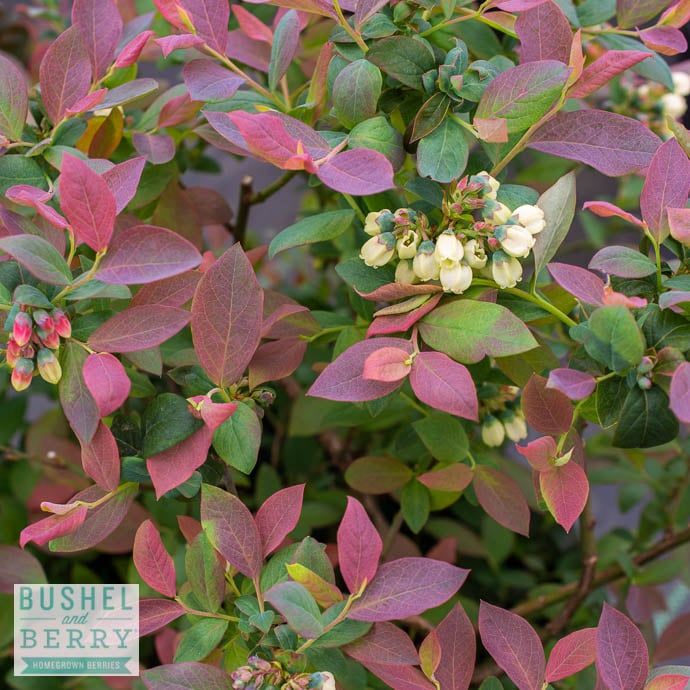 Edible #2 Vaccinium cory Bushel and Berry &#39;Pink Icing&#39;/ Highbush Blueberry Native (TN)