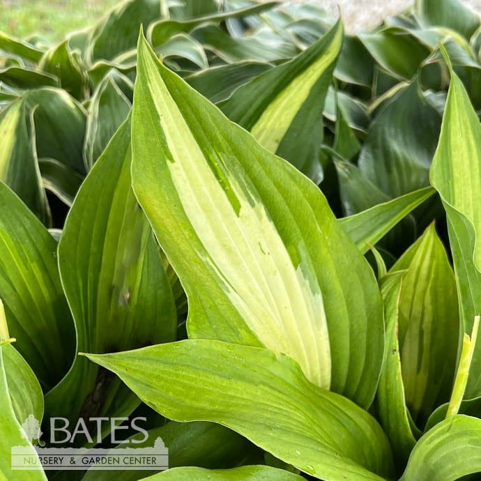 #1 Hosta Whirlwind/ Green, White