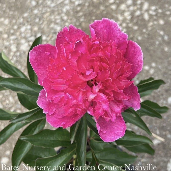 #2 Paeonia x Felix Crousse/ Double Magenta Red Peony