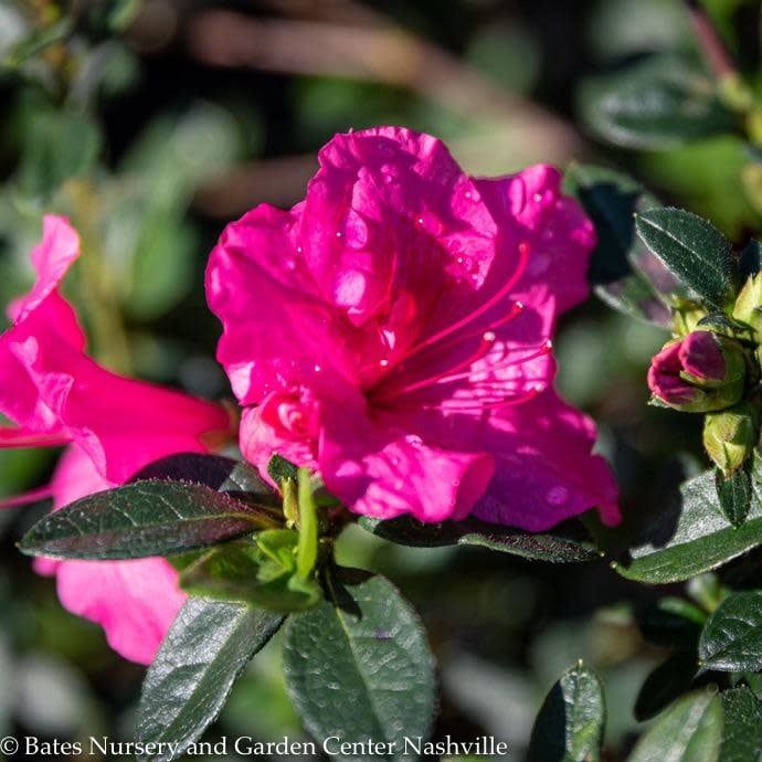 #3 Azalea x Encore Autumn Carnival/ Repeat Dwarf Pink