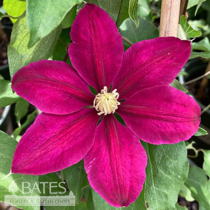 #2 Clematis viticella Boulevard &#39;Acropolis&#39;/ Compact Pink