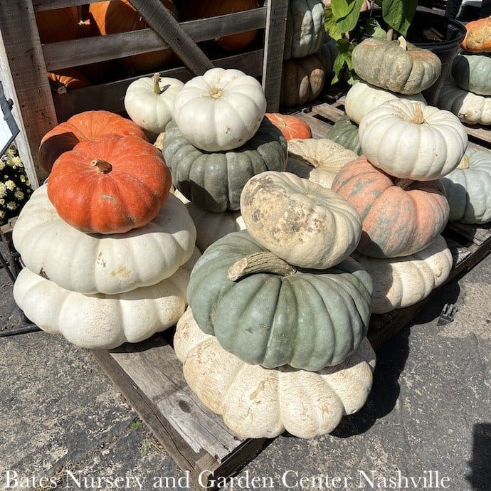 Halloween Pumpkin/Stackable/Warty/Fairytale Large  9.99