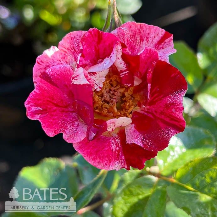 #3 Rosa Fourth of July/ Red with White Stripe Climbing Rose - No Warranty