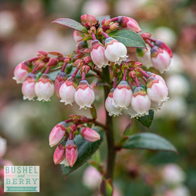 Edible #2 Vaccinium myr x cory Bushel and Berry &#39;Blueberry Buckle&#39;/ Blueberry