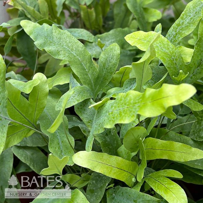 4p! Fern - Blue Star Fern /Blue Crisp /Tropical