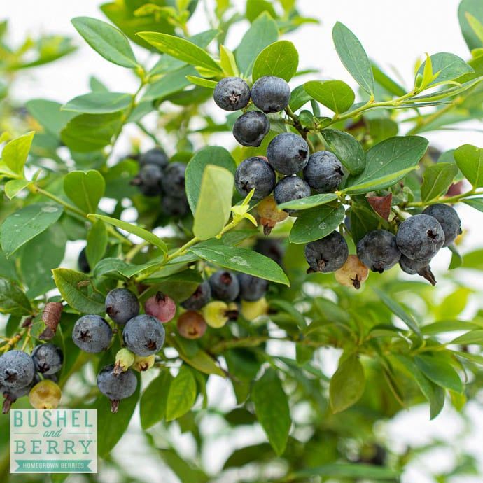 Edible #2 Vaccinium x Bushel and Berry &#39;Sapphire Cascade&#39;/ Blueberry
