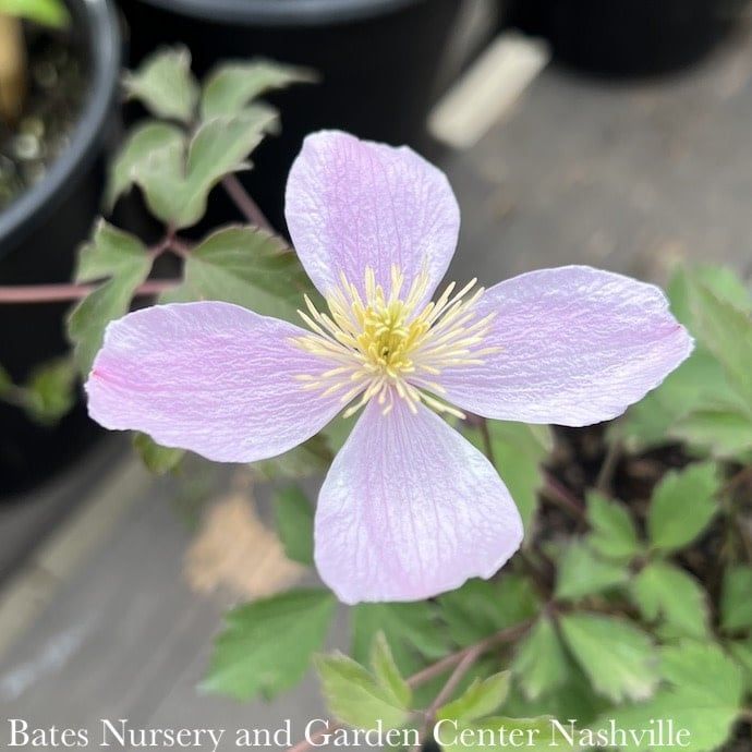 #1 Clematis montana var rubens/ Pink Anemone