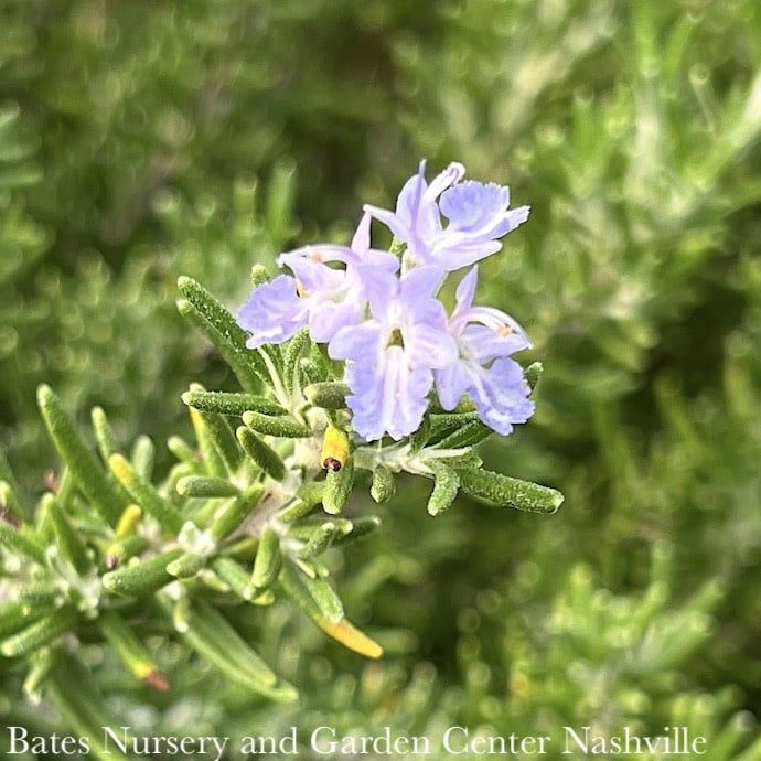 #1 Rosmarinus SL Chef&#39;s Choice/ Rosemary - No Warranty