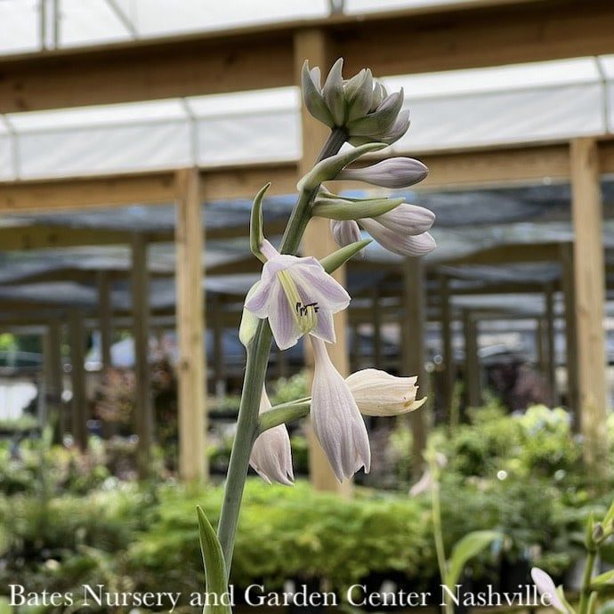 #1 Hosta Halcyon / Blue-green