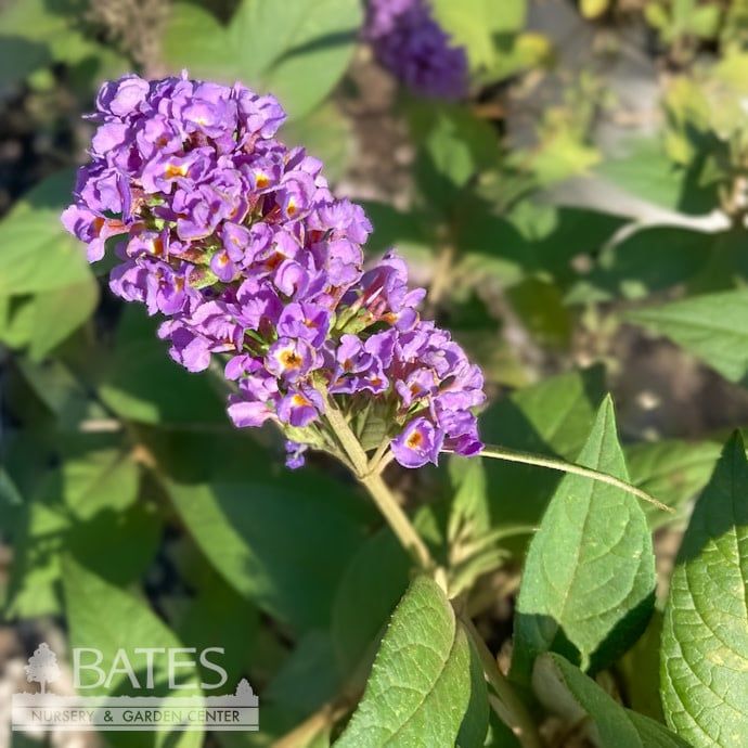 #3 Buddleia Lo &amp; Behold Blue Chip/ Dwarf Butterfly Bush