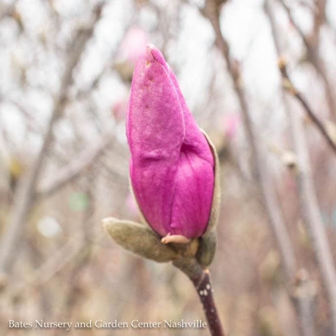 #20 Magnolia x Jane/ Deciduous Red-purple