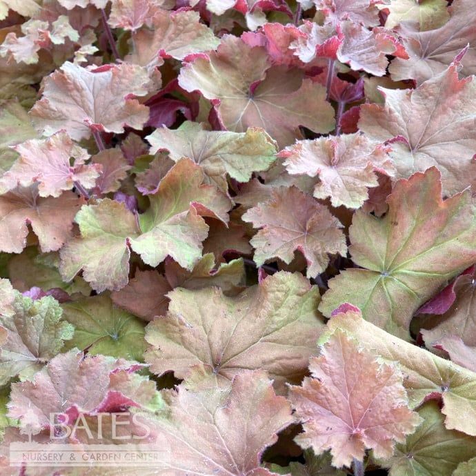 #1 Heuchera x Carnival Watermelon/ Coral Bells