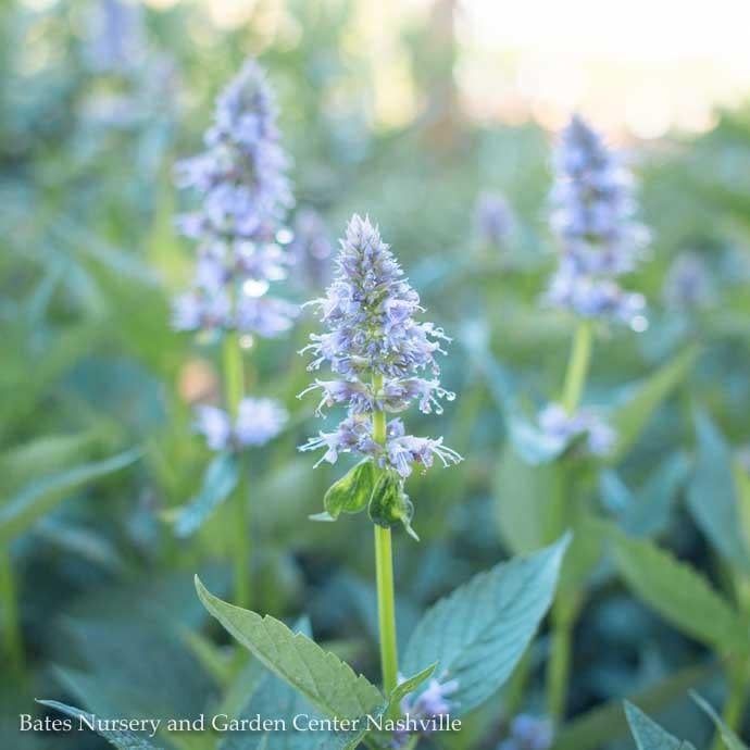 QP Agastache x Blue Fortune/ Giant Anise Hyssop
