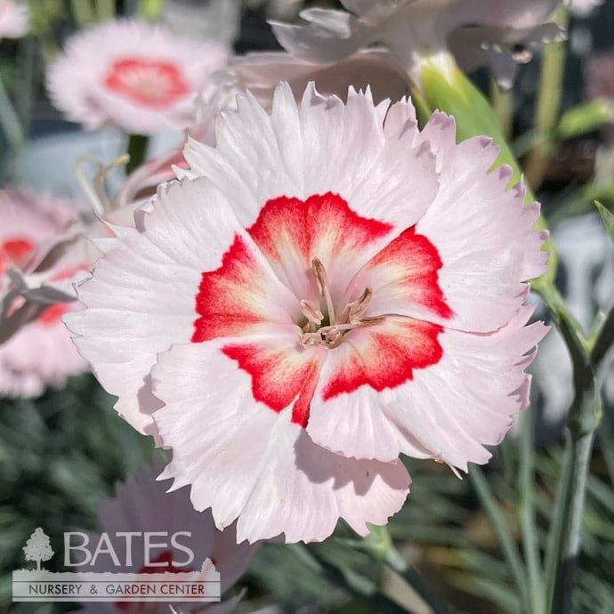 #1 Dianthus x American Pie 'Georgia Peach Pie'/ Pink