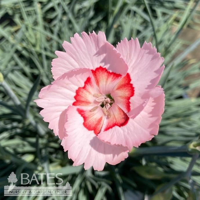#1 Dianthus x American Pie 'Georgia Peach Pie'/ Pink