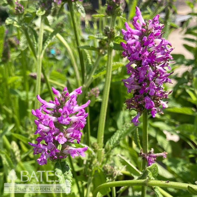 #1 Stachys officinalis (monnieri) Hummelo/ Betony