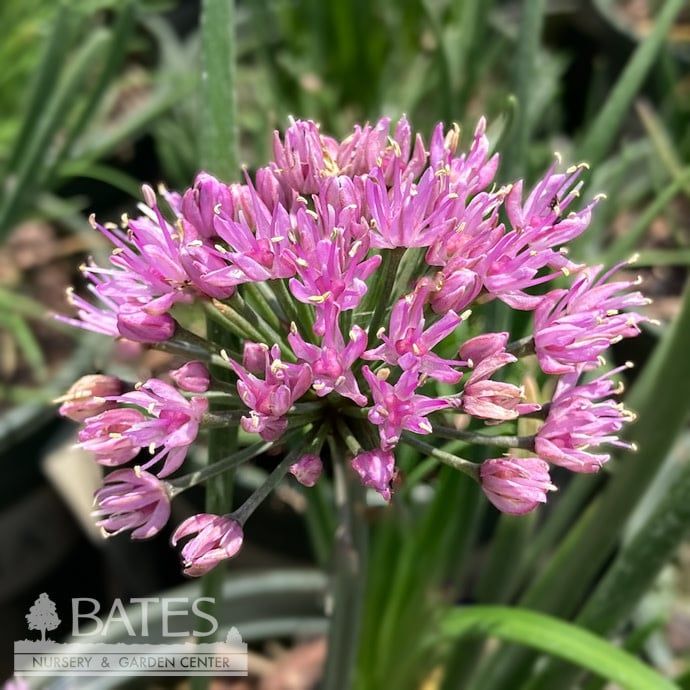 #1 Allium x Windy City/ Compact Ornamental Onion