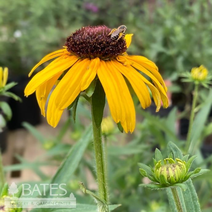 #1 Rudbeckia ful var speciosa Viette&#39;s Little Suzy/ Showy Black-Eyed Susan Native (R)
