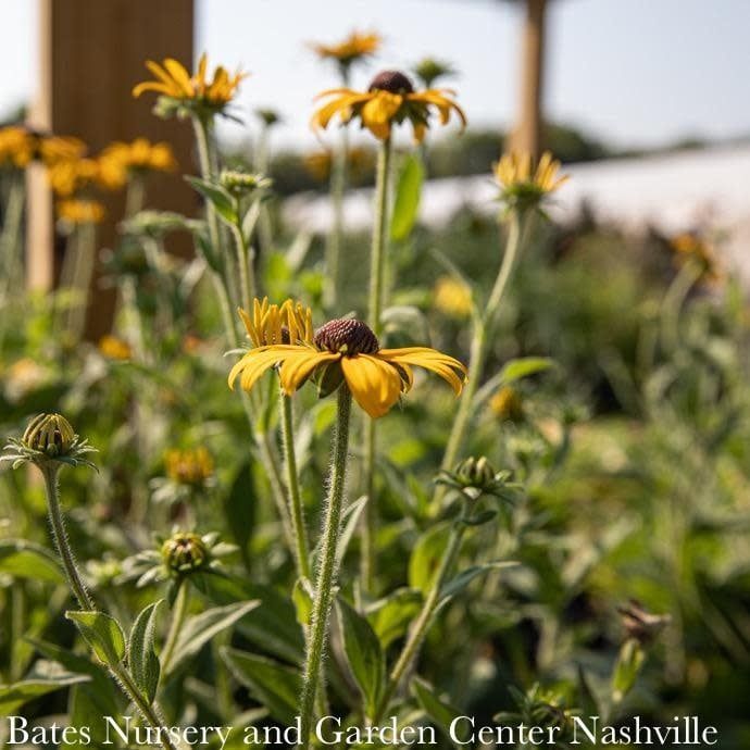 #1 Rudbeckia ful var deamii/ Black-Eyed Susan