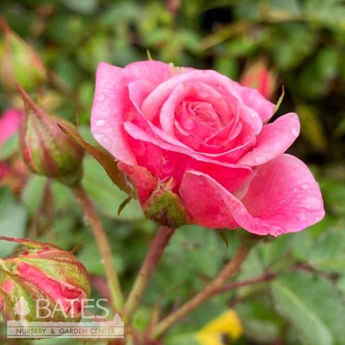 #2 Rosa Sweet Drift/ Groundcover Rose - No Warranty