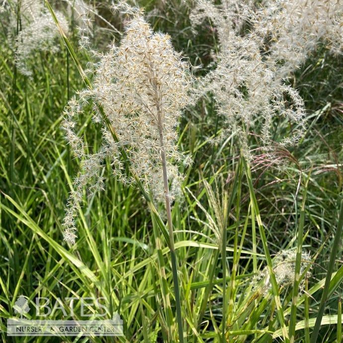 #1 Grass Miscanthus sine Strictus/ Variegated Porcupine