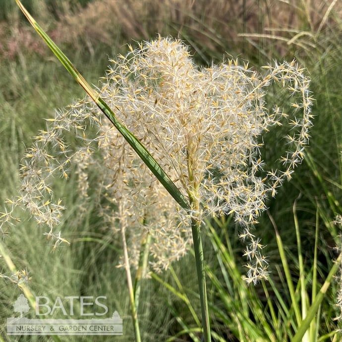 #1 Grass Miscanthus sine Strictus/ Variegated Porcupine