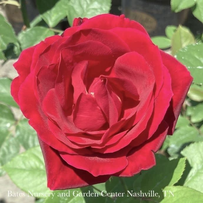 Topiary Patio Tree #5 36&quot; Rosa Mister Lincoln/ Red Hybrid Tea Rose - No Warranty