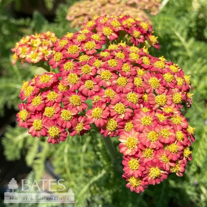 #1 Achillea mill Desert Eve &#39;Red&#39;/ Yarrow Native (TN)