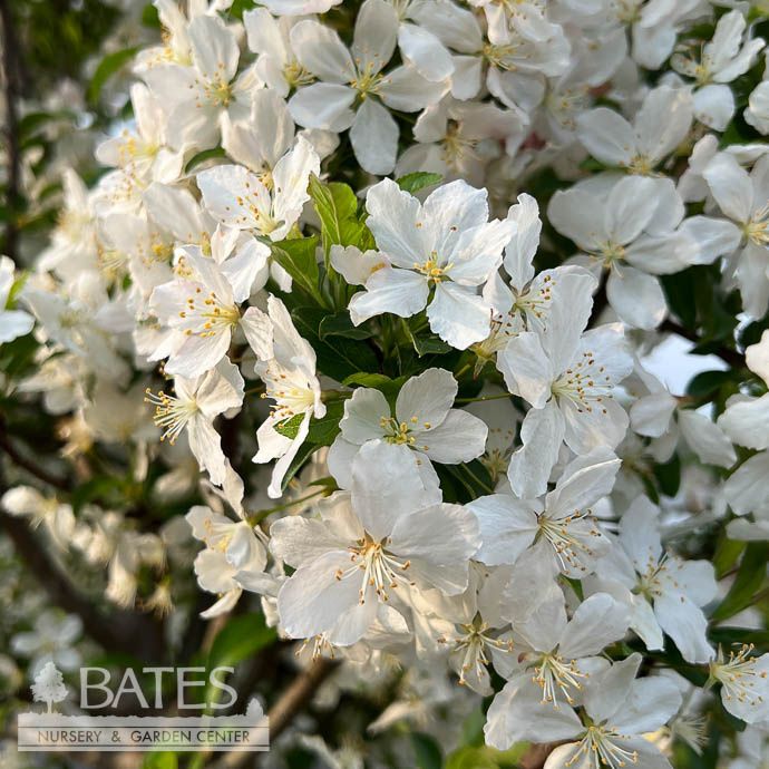 #15 Malus Sparkling Sprite/ White Crabapple
