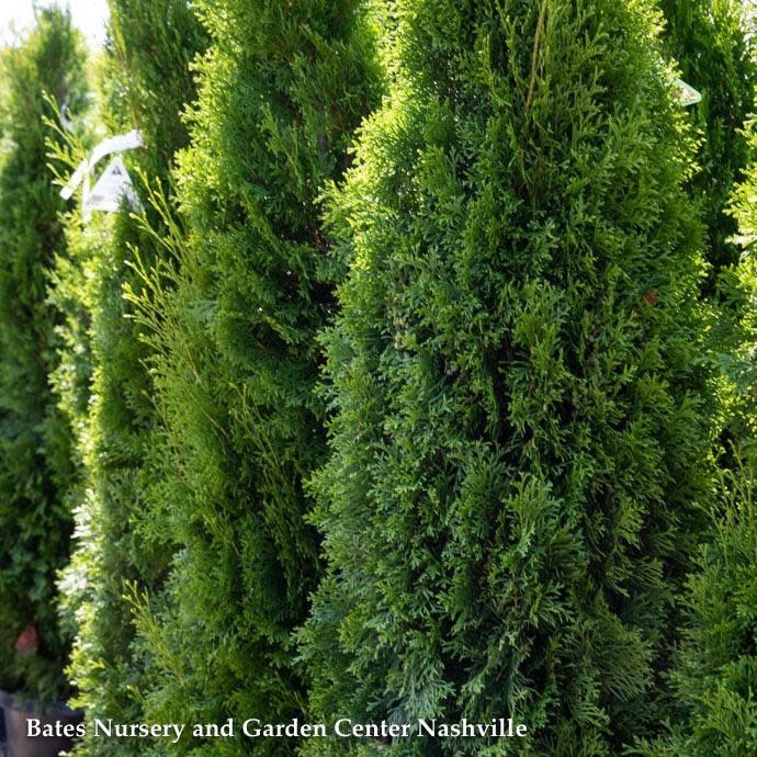 #7 Thuja occ Smaragd &#39;Emerald Green&#39;/ Columnar Arborvitae