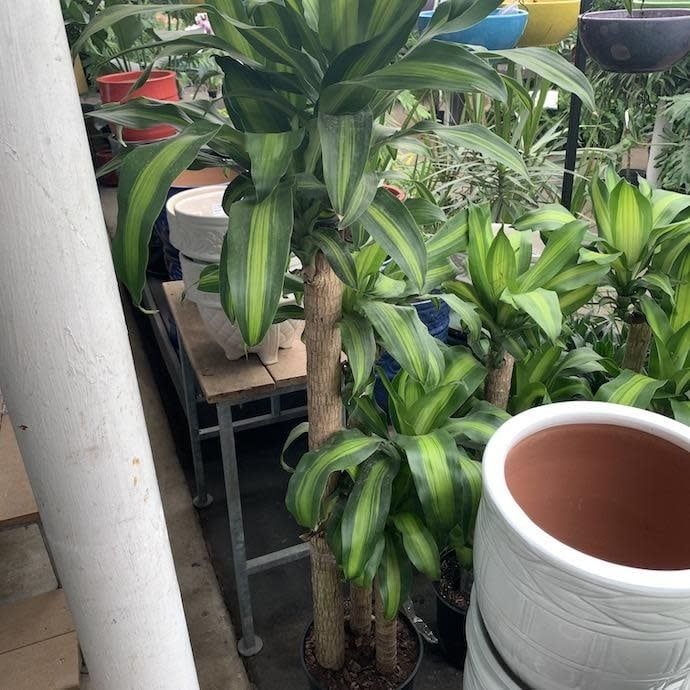 10p! Dracaena Massangeana Cane 4-3-2 /Corn Plant /Tropical