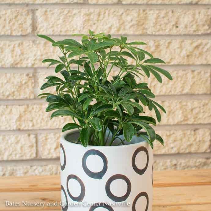 4p! Schefflera Arboricola Bush /Tropical