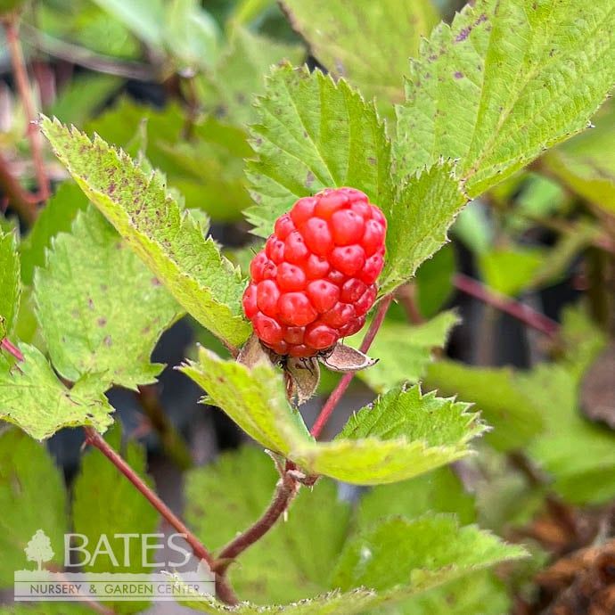 Edible #1 Rubus x Prime Ark &#39;45&#39;/ Thornless Blackberry