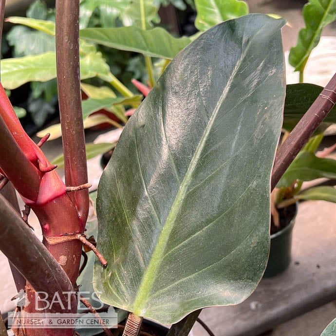 10p! Philodendron Red /Rojo Congo 3ppp /Tropical