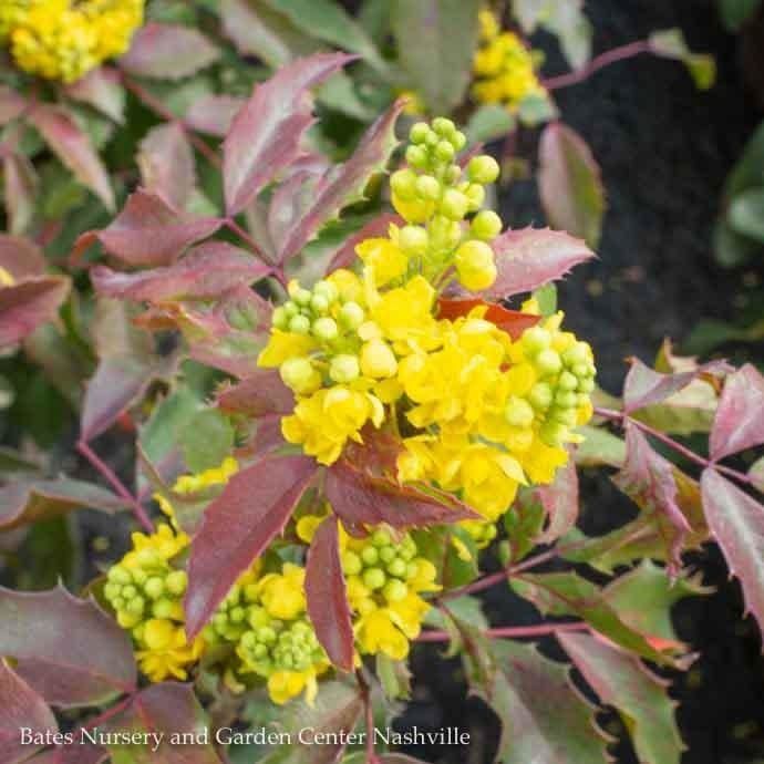 #5 Mahonia aquif Compacta/ Oregon Grape Holly